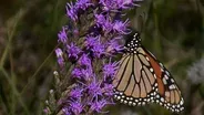 Butterfly Gardening by Color