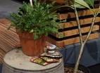 Gardening for Renters