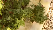 Invasive Plant Replacements