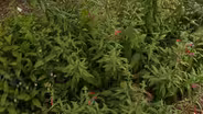 Zesty Herbs