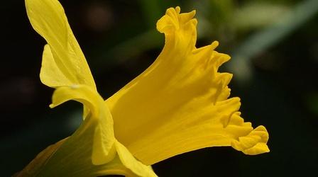 Video thumbnail: Central Texas Gardener Spring Bulbs with Brent Heath