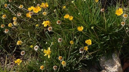 Video thumbnail: Central Texas Gardener Wild About Wildflowers & Native Plants All Year