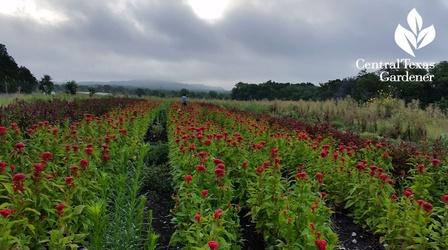 Video thumbnail: Central Texas Gardener Arnosky Family Farms Cut Flowers
