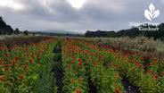 Arnosky Family Farms Cut Flowers