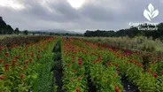 Arnosky Family Farms Cut Flowers