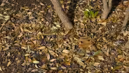 Time for Native Trees
