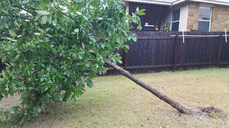 Video thumbnail: Central Texas Gardener Key Tips for Picking & Planting Trees