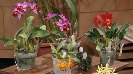 Video thumbnail: Central Texas Gardener Orchids Made Easy