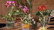 Orchids Made Easy