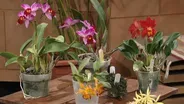 Orchids Made Easy