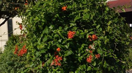 Video thumbnail: Central Texas Gardener Peckerwood Garden and Courtyard Romance