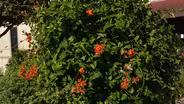 Peckerwood Garden and Courtyard Romance