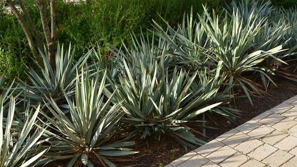 Key Tips for Picking & Planting Trees Central Texas Gardener PBS