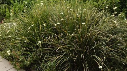 Video thumbnail: Central Texas Gardener Color Up With Containers