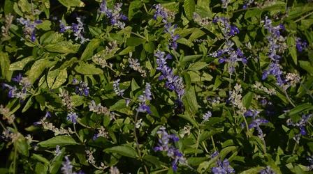 Video thumbnail: Central Texas Gardener Sweet Tips for Starting Beehives