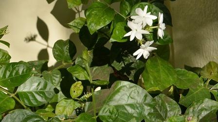 Video thumbnail: Central Texas Gardener Plants That Light Up the Night!