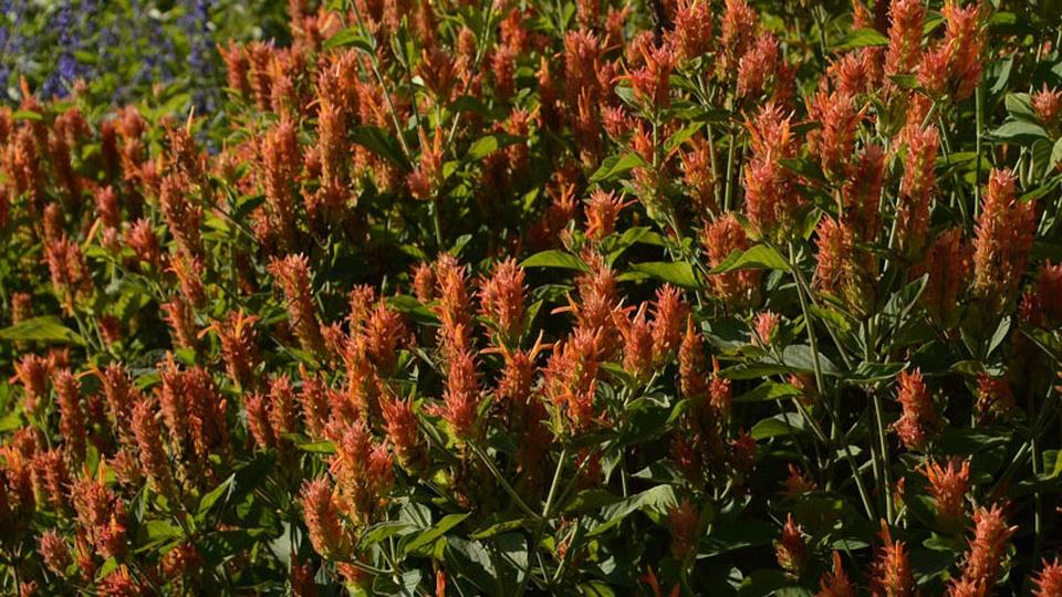 Key Tips for Picking & Planting Trees Central Texas Gardener PBS