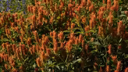 Perennials That Pack a Punch