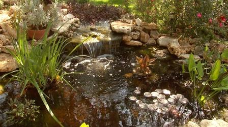 Video thumbnail: Central Texas Gardener Pond Society Tour