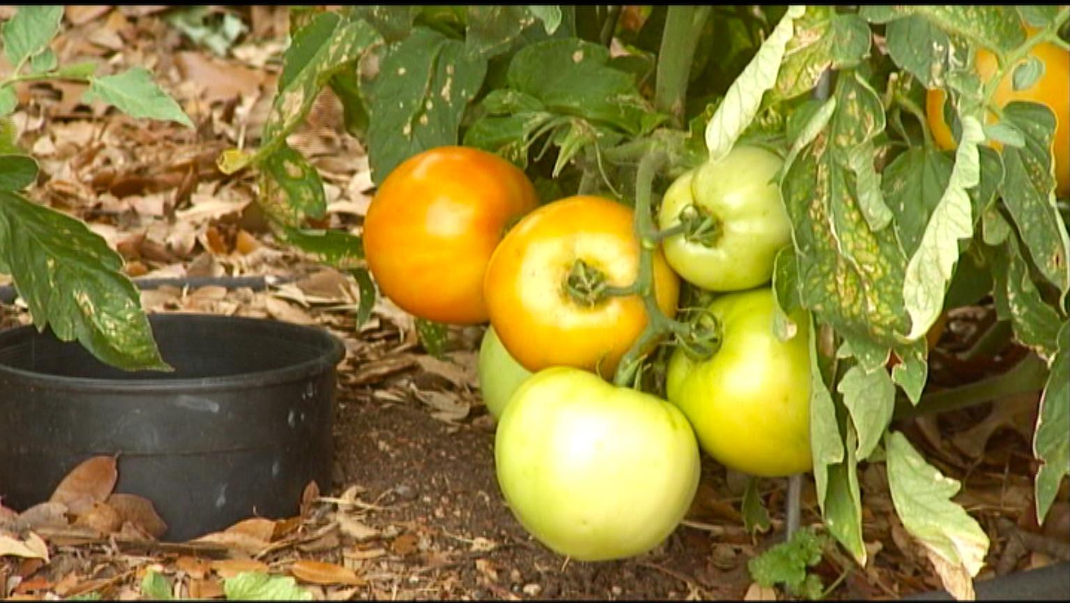 Grow The Best Vegetable Garden Ever | Central Texas Gardener | PBS