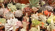 Succulent Designs