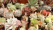 Succulent Designs