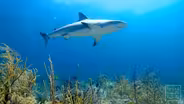 Texas Tribune Roundup: House Dives into Shark Fin Debate