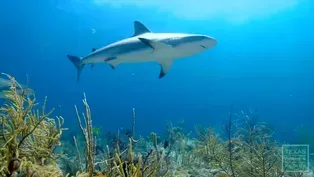 Texas Tribune Roundup: House Dives into Shark Fin Debate