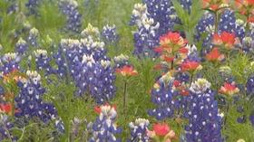 Video thumbnail: KLRU Presents Wildflowers | Seeds of History