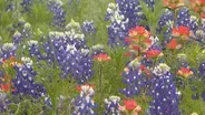 Wildflowers | Seeds of History