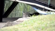 Bobcat City, Aransas Animals & a Beach.  