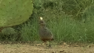 Quail, Balmorhea & RVs