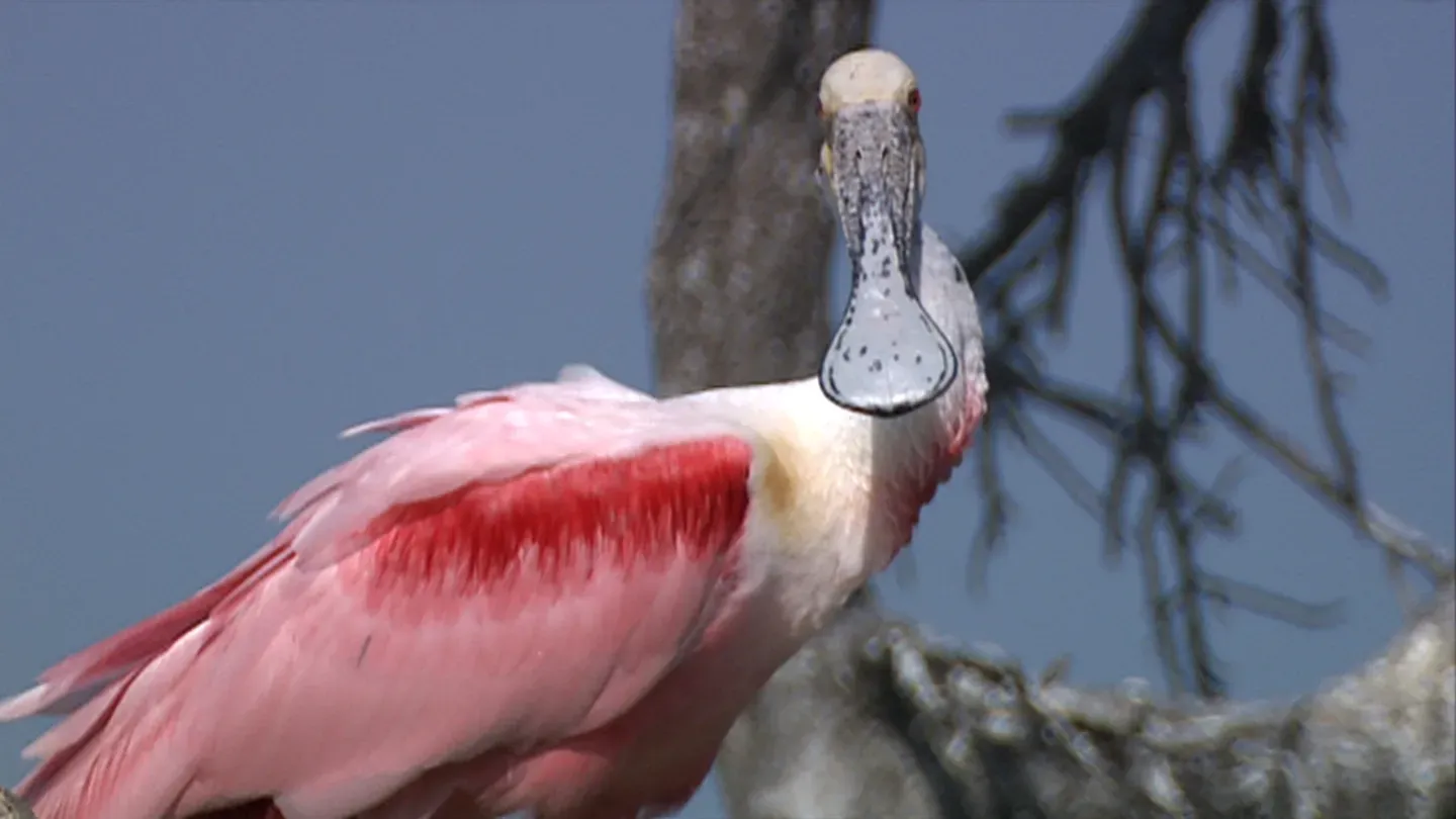 Friendly Flockers, Caddo Lake & a Rising River