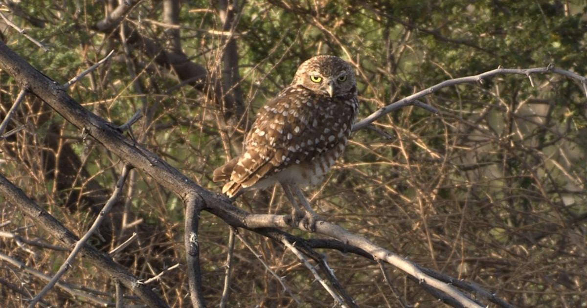 Texas Parks and Wildlife El Paso's Owls, Three Kingfishers & Richland