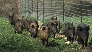 Feral Hogs, History Keeper & Going to Garner