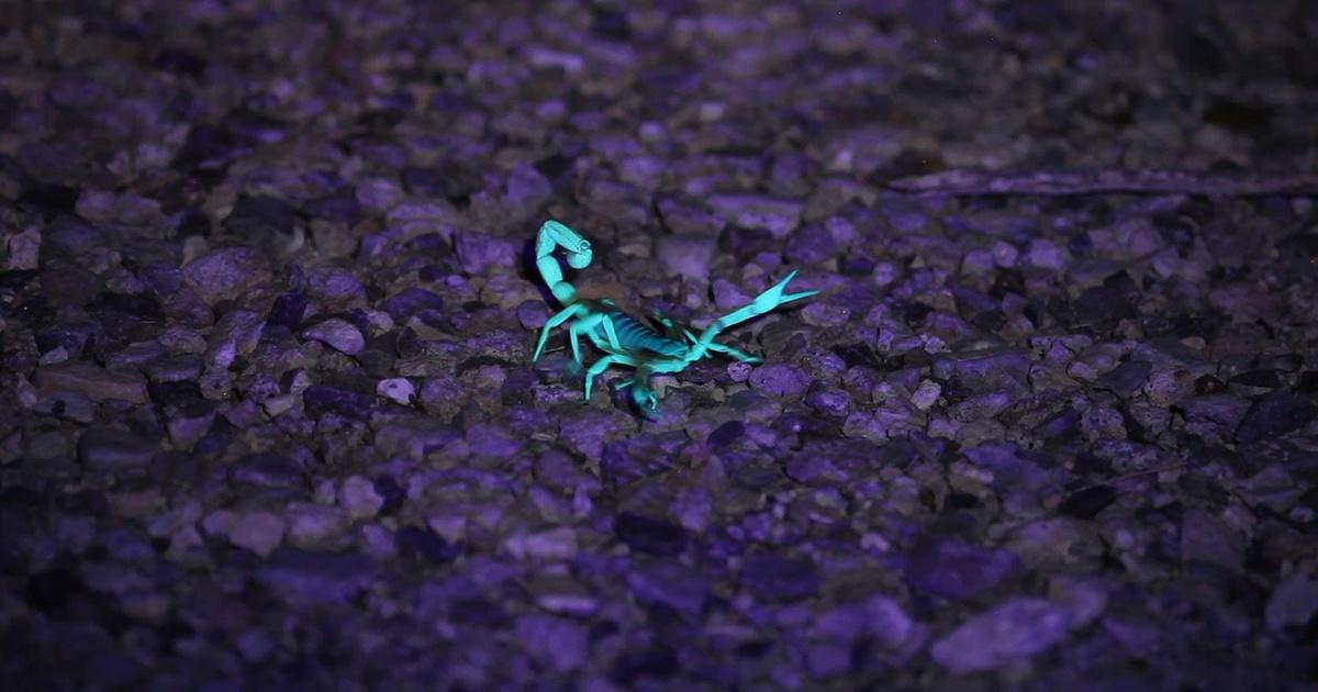 Outdoor Nevada Scorpion Hunt Season 1 Episode 101 PBS