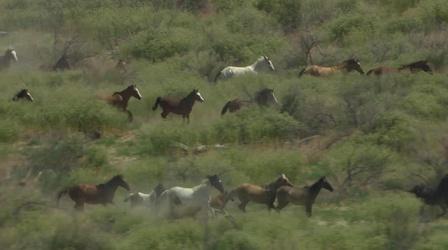 Video thumbnail: Outdoor Nevada Wildlife Photography