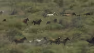 Ultimate Photo Tour: Wild Horses & Bald Eagles in the Carson Valley