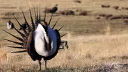 A Fascinating & Flamboyant Bird: How the Sage Grouse Beat the Odds