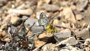 Chasing the Spring Mountain Dark Blue Butterfly, A Rare Survivor of Ancient Times