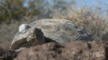 Video thumbnail: Outdoor Nevada The Tortoise and the Race