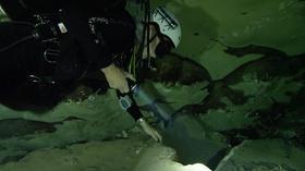 Video thumbnail: Outdoor Nevada The Devil's Hole Pupfish