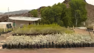 Preserving Nevada’s Wild Beauty at Lake Mead's Song Dog Native Plant Nursery