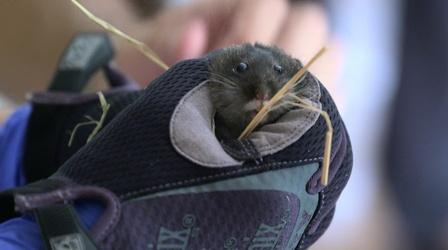 Video thumbnail: Outdoor Nevada Saving the Amargosa Vole