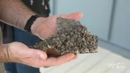 Invasive Species at Lake Mead: The Fight Against Quagga Mussels