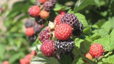 Video thumbnail: Outdoor Nevada A Berry Fine Time