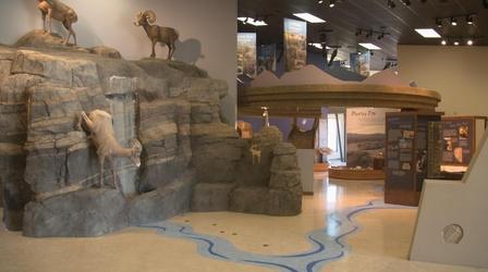 Video thumbnail: Outdoor Nevada A Big Refuge for Big Horn Sheep