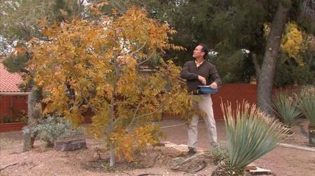 Video thumbnail: Southwest Living Dia de los Muertos, Candied Limes, Choco-Flan, Pepitas