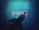 Sharks: The Big Five Promo