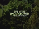 Life in the Undergrowth Promo
